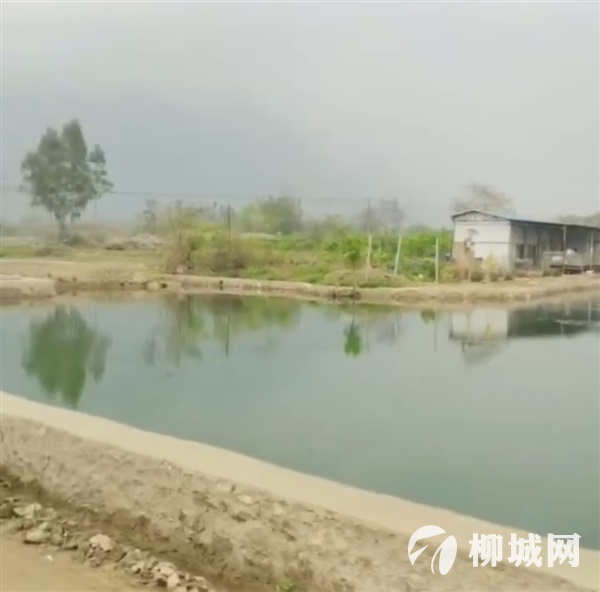 中回村魚(yú)塘出租